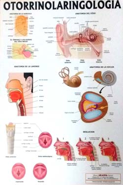 Otorrinolaringología