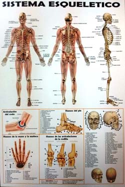 Sistema Esqueletico