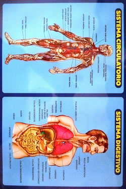 Sistema Circulatorio - Digestivo